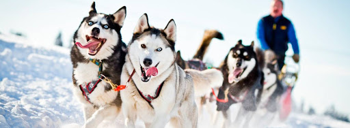 Катание на хаски в Омске. Ultra Подарки. Катание на хаски в Омске. Попробуйте Катание на хаски. Сервис: UltraPodarki.ru 8 800 505 95 30. Катание на хаски Омск, Катание на хаски в Омске, хаски, животные в Омске, 