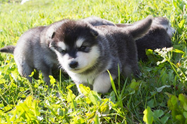 Катание на хаски в Омске. Ultra Подарки. Катание на хаски в Омске. Попробуйте Катание на хаски. Сервис: UltraPodarki.ru 8 800 505 95 30. Катание на хаски Омск, Катание на хаски в Омске, хаски, животные в Омске, 