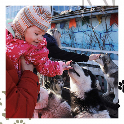 Катание на хаски в Омске. Ultra Подарки. Катание на хаски в Омске. Попробуйте Катание на хаски. Сервис: UltraPodarki.ru 8 800 505 95 30. Катание на хаски Омск, Катание на хаски в Омске, хаски, животные в Омске, 