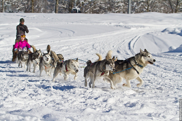 Катание на хаски в Омске. Ultra Подарки. Катание на хаски в Омске. Попробуйте Катание на хаски. Сервис: UltraPodarki.ru 8 800 505 95 30. Катание на хаски Омск, Катание на хаски в Омске, хаски, животные в Омске, 