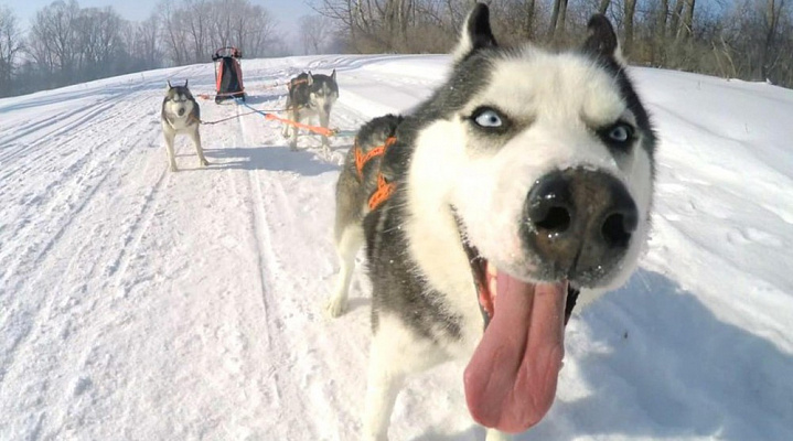 Катание на хаски в Омске. Ultra Подарки. Катание на хаски в Омске. Попробуйте Катание на хаски. Сервис: UltraPodarki.ru 8 800 505 95 30. Катание на хаски Омск, Катание на хаски в Омске, хаски, животные в Омске, 