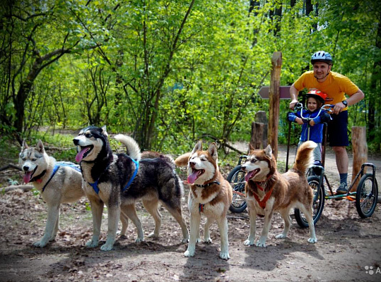 Катание на хаски в Омске. Ultra Подарки. Катание на хаски в Омске. Попробуйте Катание на хаски. Сервис: UltraPodarki.ru 8 800 505 95 30. Катание на хаски Омск, Катание на хаски в Омске, хаски, животные в Омске, 