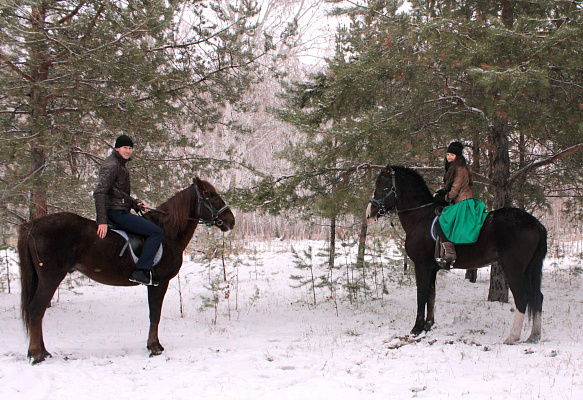 Верховая езда на лошадях в Омске. Подарочные сертификаты Ultra Подарки. Купить оригинальный подарок или подарочный сертификат на Верховая езда на лошадях в Омске. Сервис UltraPodarki.ru 8-800-505-9530. Катание на лошадях, Прогулка на лошади, Прогулка на лошадях для двоих, Верховая езда на лошадях, конный клуб, Конный клуб, конная прогулка, конная прогулка в Омске