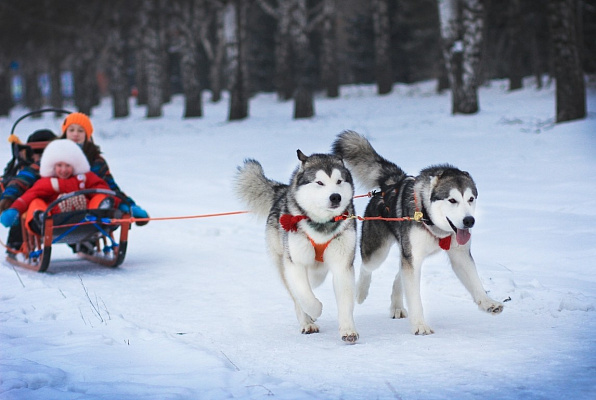Катание на хаски в Омске. Ultra Подарки. Катание на хаски в Омске. Попробуйте Катание на хаски. Сервис: UltraPodarki.ru 8 800 505 95 30. Катание на хаски Омск, Катание на хаски в Омске, хаски, животные в Омске, 